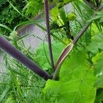 Chaerophyllum bulbosum Other