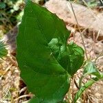 Pseudogynoxys chenopodioides Blatt