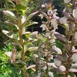 Acanthus spinosus Flower