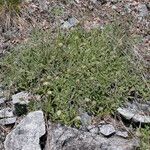 Phacelia hastata Hábitos