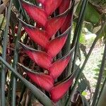 Heliconia bihaiFlower