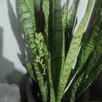 Sansevieria hyacinthoidesᱥᱟᱠᱟᱢ