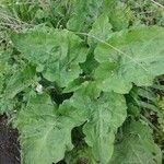 Arctium lappaLeaf