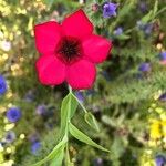 Linum grandiflorum Flower