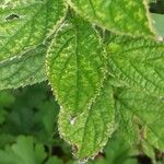 Campanula lactiflora Leaf