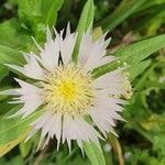 Centaurea pullata Bloem