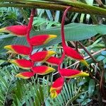 Heliconia rostrata 花