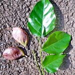 Terminalia catappa পাতা