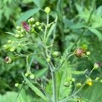 Scrophularia alpestris Flower