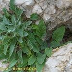 Campanula petraea 形態