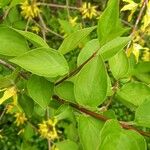 Forsythia japonica List