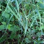 Trisetum flavescens Leaf