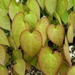 Epimedium sempervirens Leaf