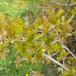 Acer sempervirens Yaprak