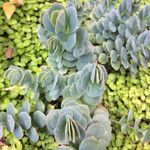 Sedum sieboldii Hoja