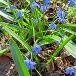 Scilla siberica Blad