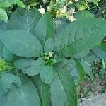 Phytolacca esculenta 葉