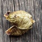 Staphylea pinnata Mbuma
