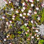 Harrimanella hypnoides Flor