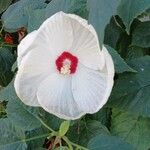 Hibiscus moscheutosFlors