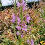 Physostegia correllii Кветка