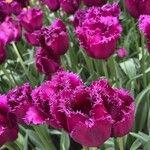 Dianthus caryophyllusFlower