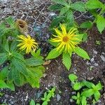 Inula heleniumFlors