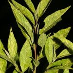 Sida cuspidata Hoja