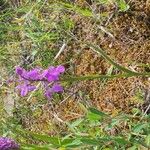 Anacamptis palustris Fleur