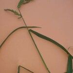 Eragrostis racemosa Blüte