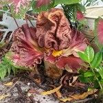 Amorphophallus paeoniifolius Blodyn