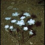 Linanthus dichotomus Habit