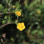 Potentilla inclinata 花