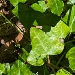 Hedera hibernica Hostoa