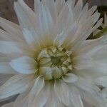 Dahlia × cultorum 花