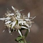 Sericocarpus oregonensis Blüte