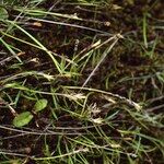 Carex esenbeckii Облик