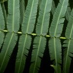 Mimosa pigra Leaf