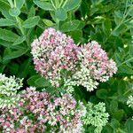 Sedum spectabile (Fiore)