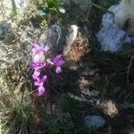 Orchis olbiensis Květ