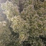 Baccharis pilularis Blomma