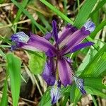 Iris graminea花