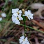 Dampiera stricta