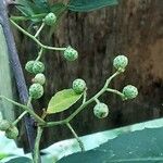 Zanthoxylum piperitum Fruit