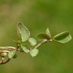 Cardamine crassifolia Leaf