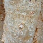 Cyphostemma currorii Ŝelo