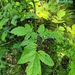 Actaea cimicifuga