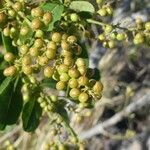 Searsia longipes Fruit