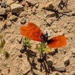 Papaver argemone Fula