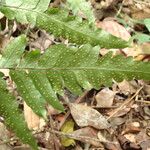 Triplophyllum buchholzii Hoja